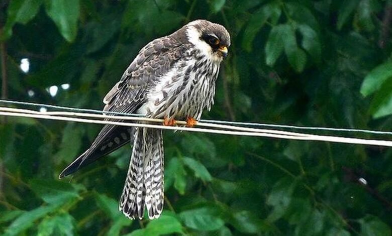 Satellite-tagged Amur falcons returning from Africa, set to cross India