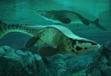 Fearsome dinosaur-era marine reptile was T. rex of the sea