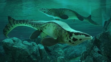 Fearsome dinosaur-era marine reptile was T. rex of the sea