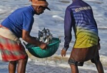 Signals from the sea: why sardines, jellyfish are washing ashore