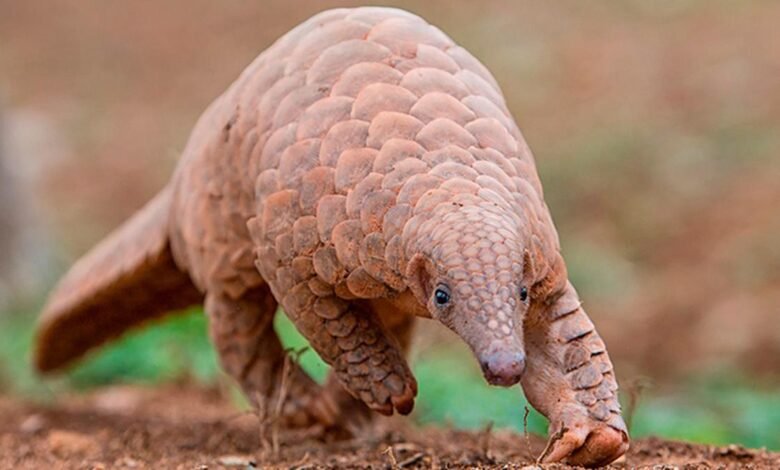 How scientists are using ‘DNA maps’ to expose pangolin trafficking hubs